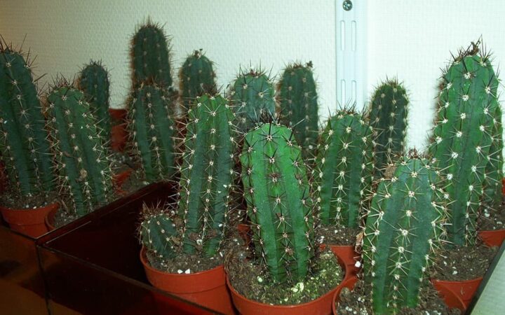 cactus san pedro cultivo interior
