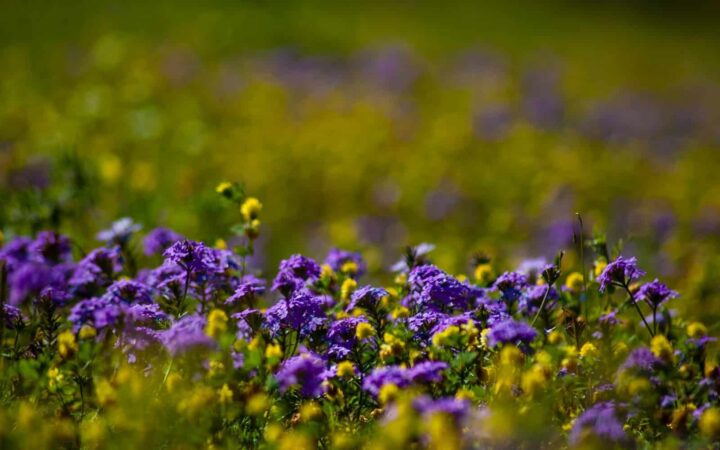 medicinas naturales arkocapsulas