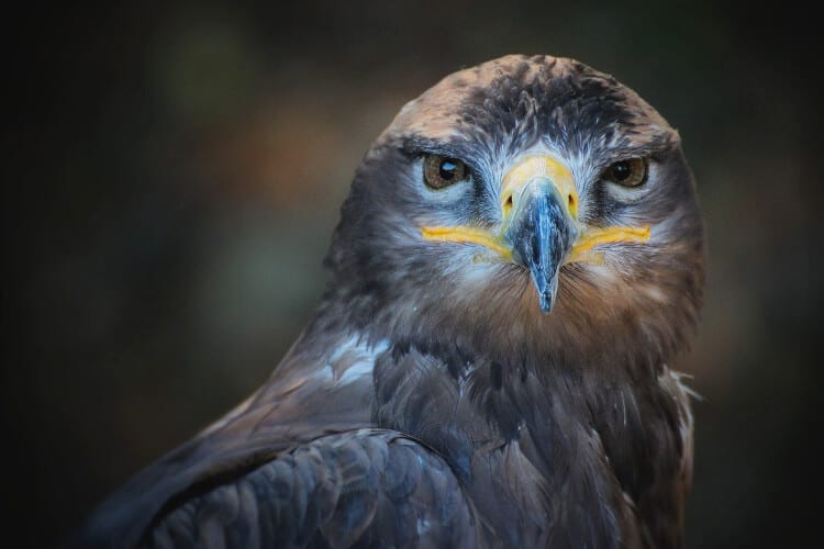 Qué es realmente la inteligencia artificial